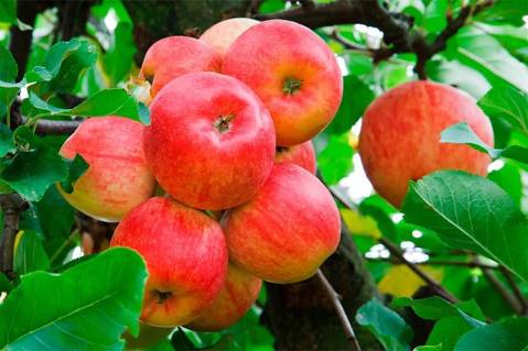 Los productos gastronómicos más típicos de las comarques gironines