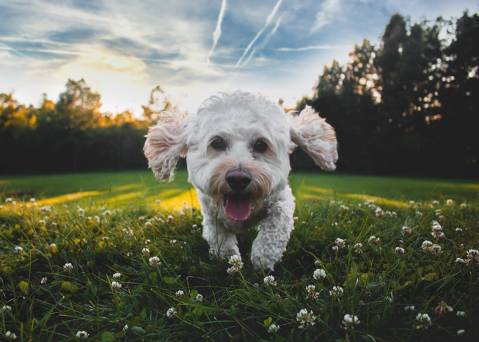 Consejos para ir de vacaciones con tu perro